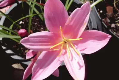 Flor