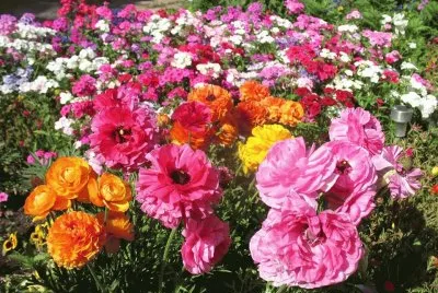 flores