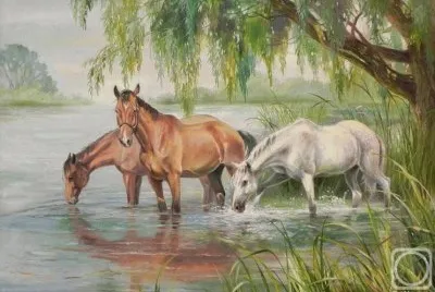 cavalos