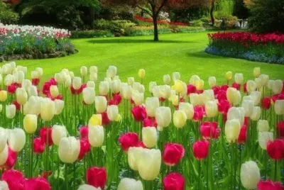 tulipas
