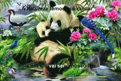 ursinhos