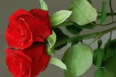 rosas