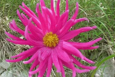 dahlia