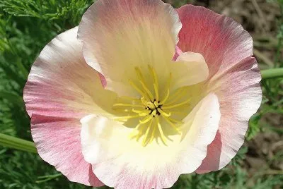 fleur