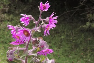 Arnica