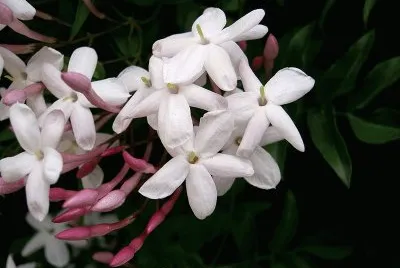 jasmin