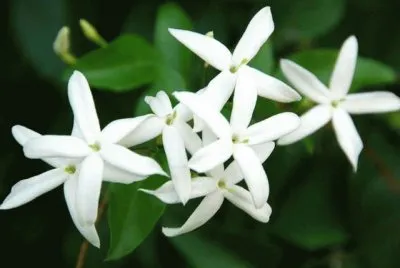 jasmin