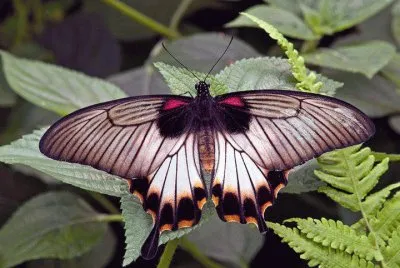 papillon