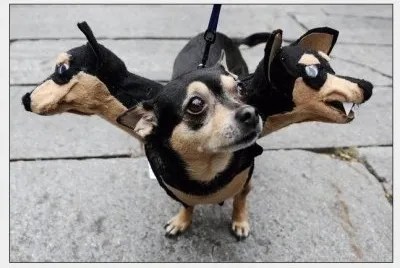 put on this dress, I have not been bullied other dogs