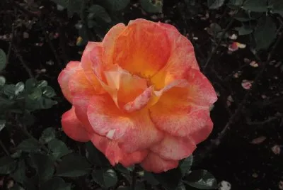 Rosa jigsaw puzzle
