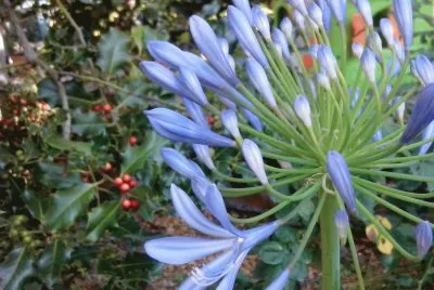 Flor
