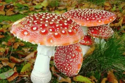 Fly Agaric Mushroom jigsaw puzzle