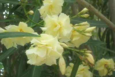 Fleurs