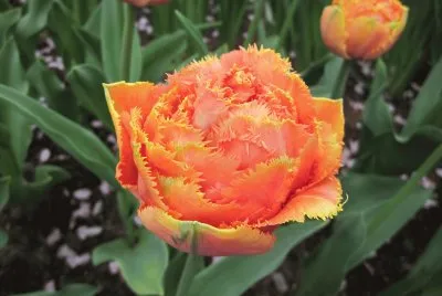 Tulipes de Hollande