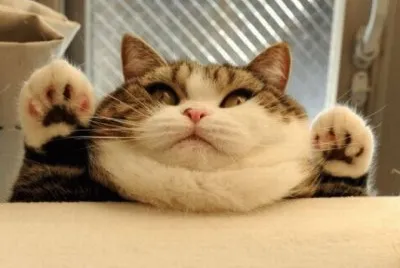 Hi