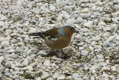 Davorinova sestavljanka - Å¡Äinkavec