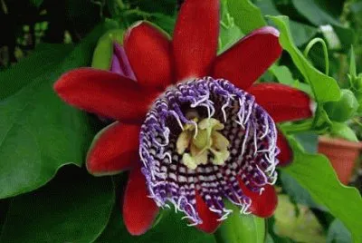 flor