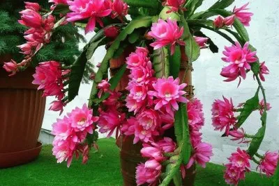 flor jigsaw puzzle