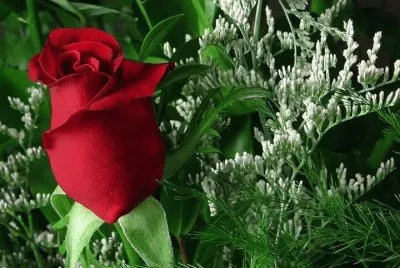 belleza