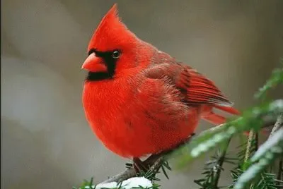 Angry Birds