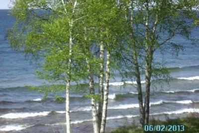 White Berch trees