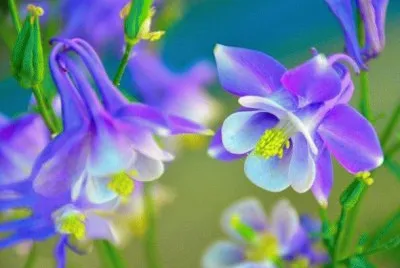fleurs