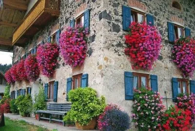 FLORES EN LA PARED