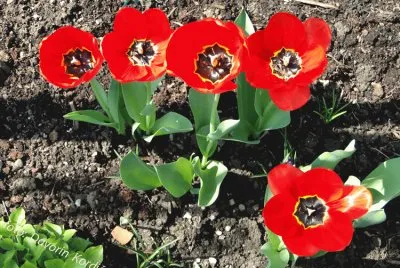 Red tulips