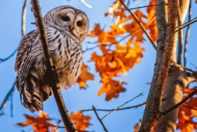 owl hangs out in autumn tree