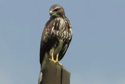 kanja