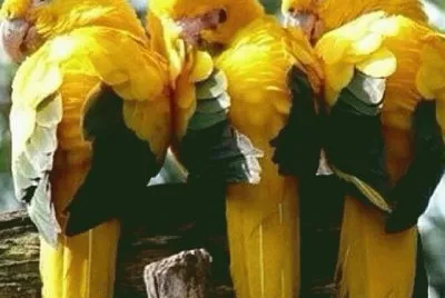 PÃ¡ssaros