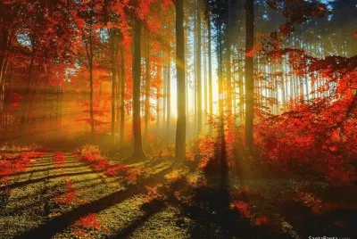 Selva