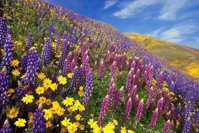 136 jigsaw puzzle