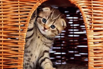 gatet