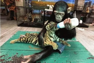 פאזל של mom #160????