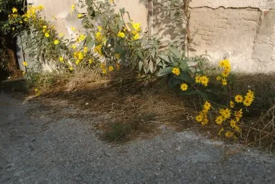 il muro