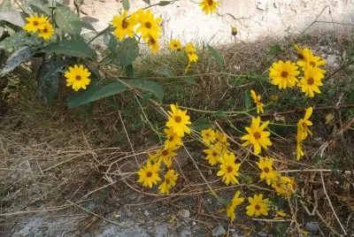 topinambour