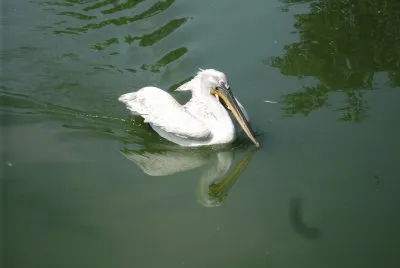 schwimm