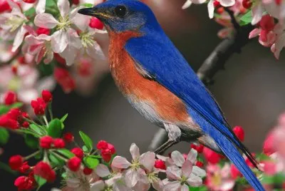 especies identificadas de aves del mundo