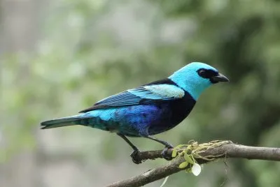 conservacion de aves