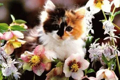 chaton