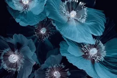 fleurs