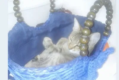 le mie gatte