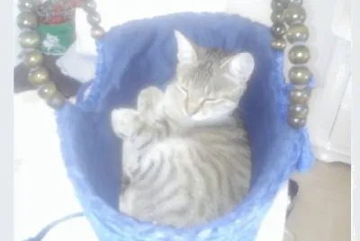 gatta nella borsa.cesta