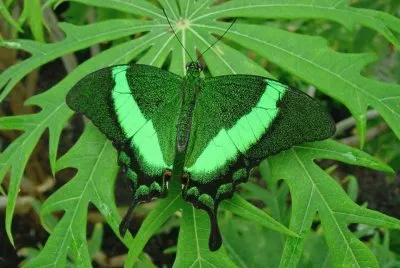 Natureza