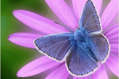 Natureza jigsaw puzzle