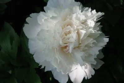 Flor