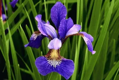 Flores