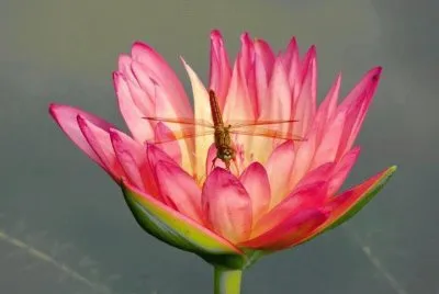 Flor