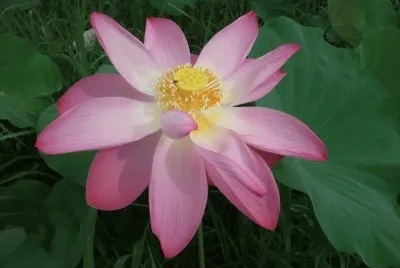 Flor